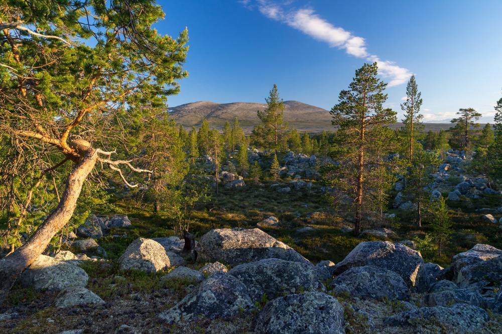 Norwegian Pinewood forest from Norway Femunden
