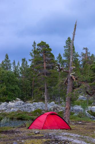 Camping at the old pine from Norway Femunden
