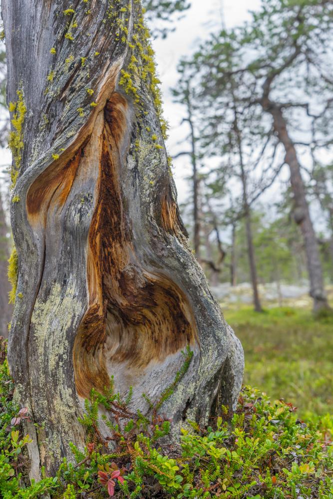 Old Pine in Femunden from Norway Femunden