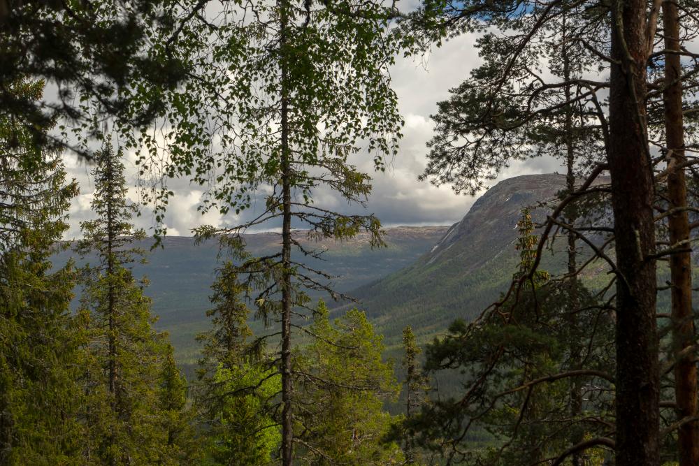 Vassfaret forest view from Norway Hedalen Vassfaret