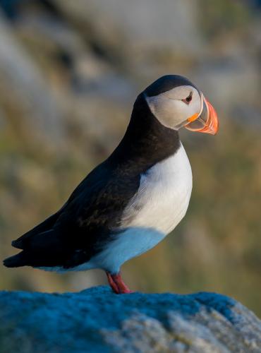 Puffin from Norway Runde
