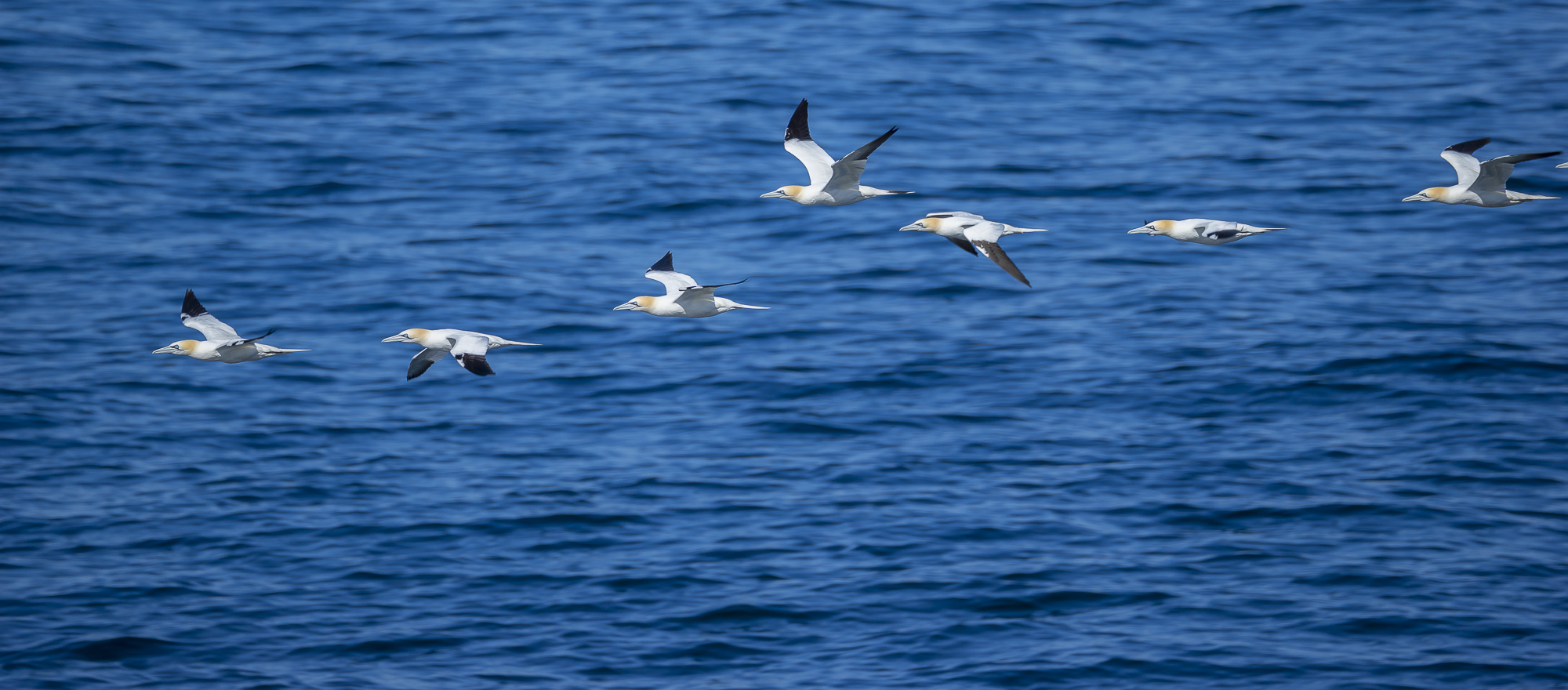 Northern gannets flying from Norway Runde
