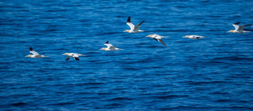 Northern gannets flying from Norway Runde