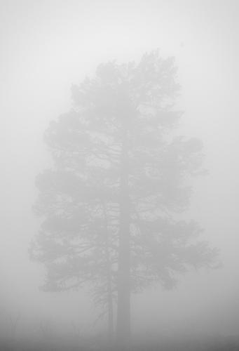 Tree in fog from Norway Ringerike Holleia