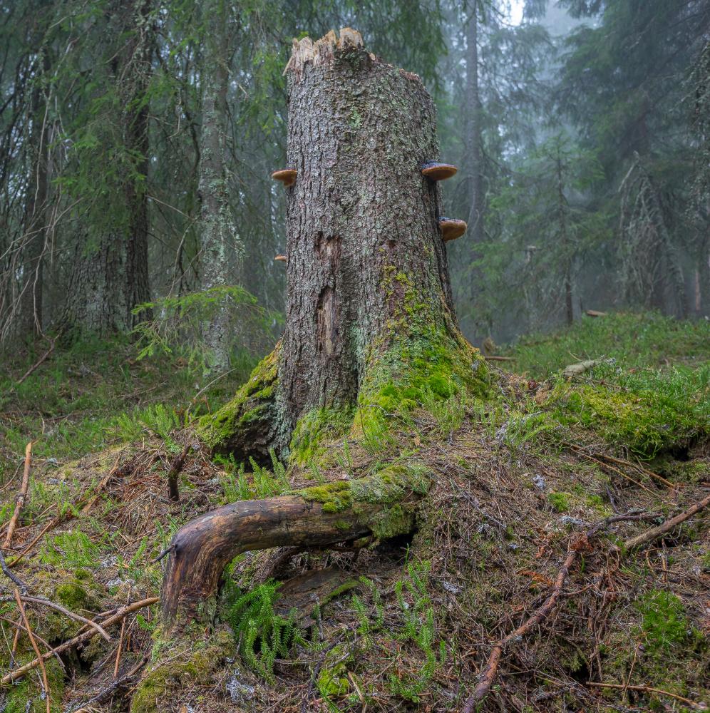 Tree stump in the old forest from Norway Ringerike Holleia