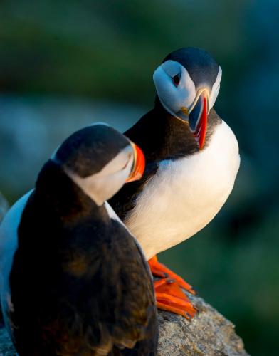Puffin couple from Norway Runde