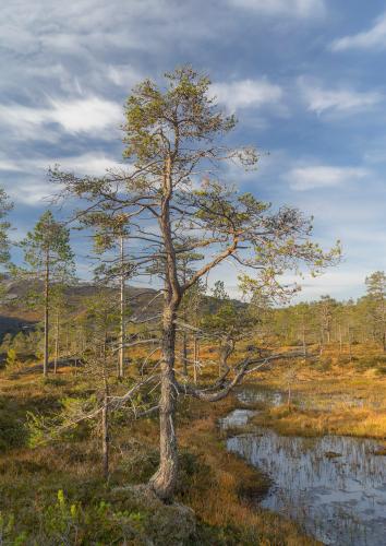 Pine in the morning from Norway Nordland Rago nasjonalpark