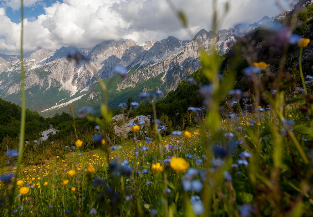 Mountain meadow from Albania Accursed Mountains