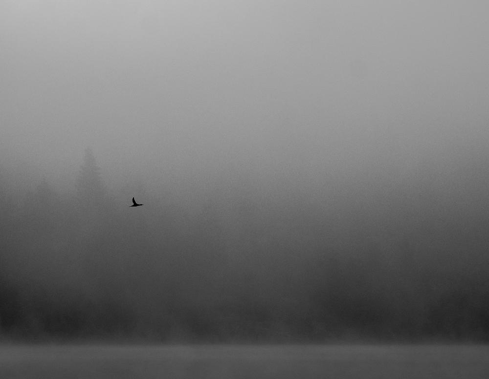 Bird in foggy forest from Norway Oslo Nordmarka Sandungen