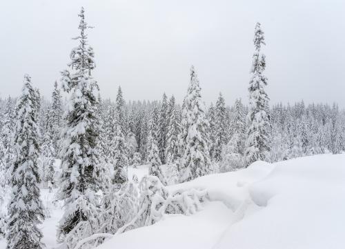 Winter forest from Norway Hedalen Vassfaret