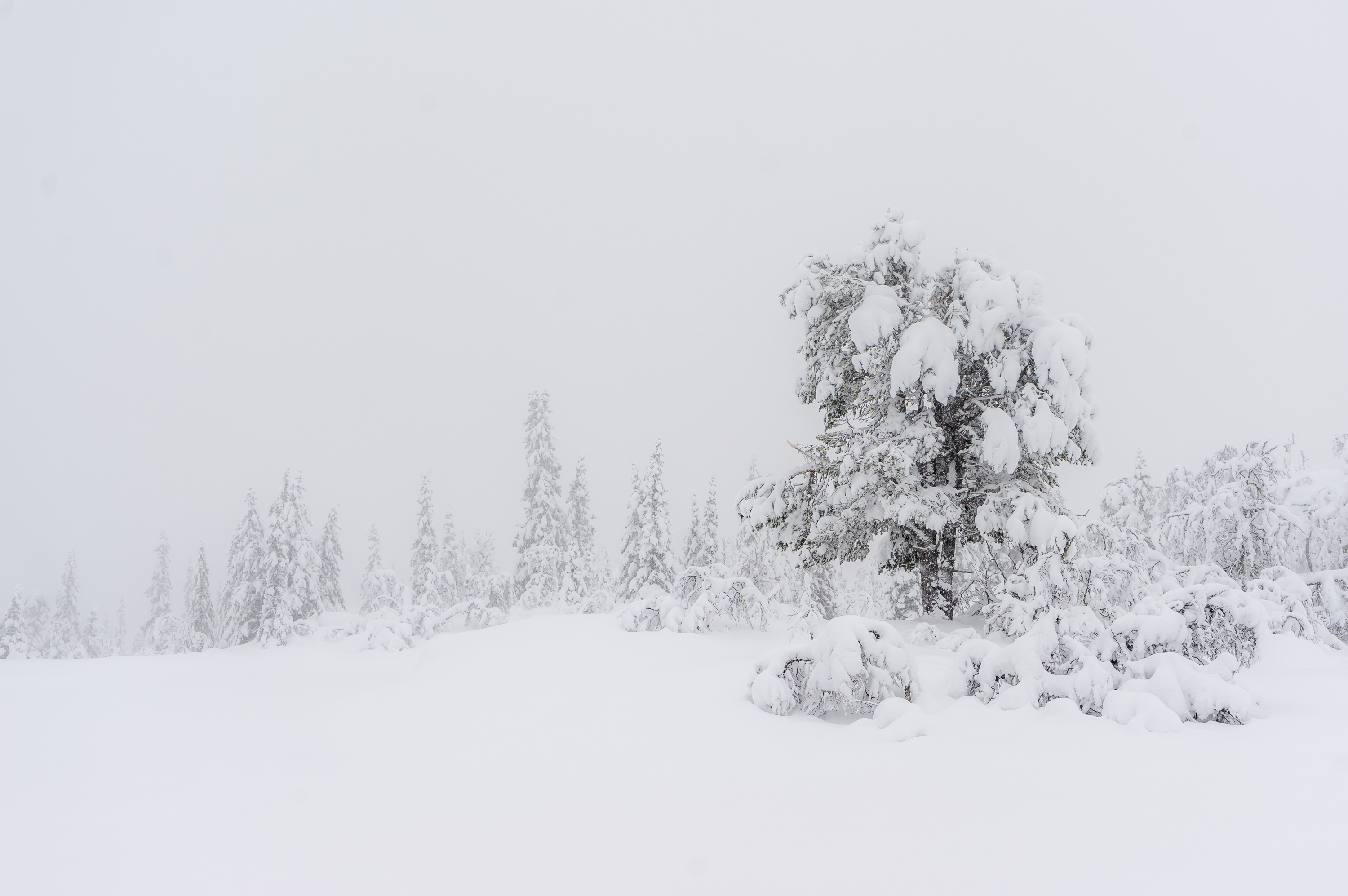 Pine in winter from Norway Telemark Kvambekk