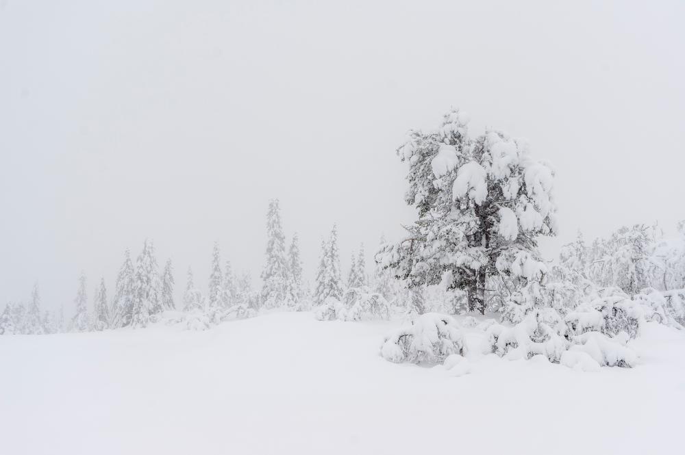 Pine in winter from Norway Telemark Kvambekk