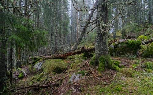 Old spruce from Norway Oslo Nordmarka Spålen-Katnosa natureservat