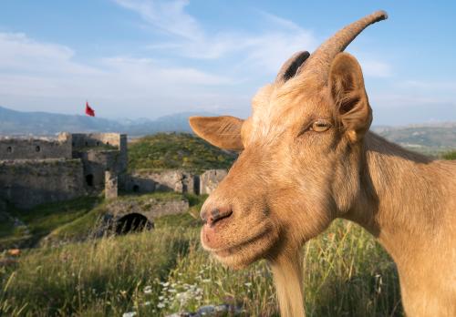 Albanian goat from Albania Shkodër