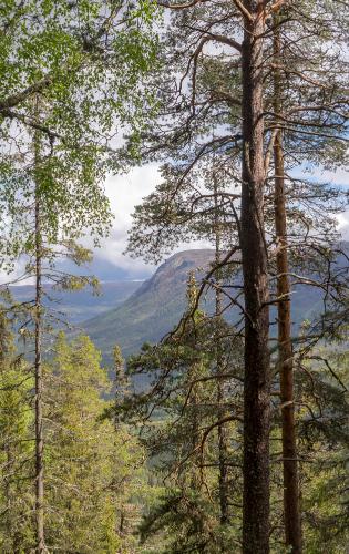 Rare forest view in Vassfaret from Norway Hedalen Vassfaret Hangen