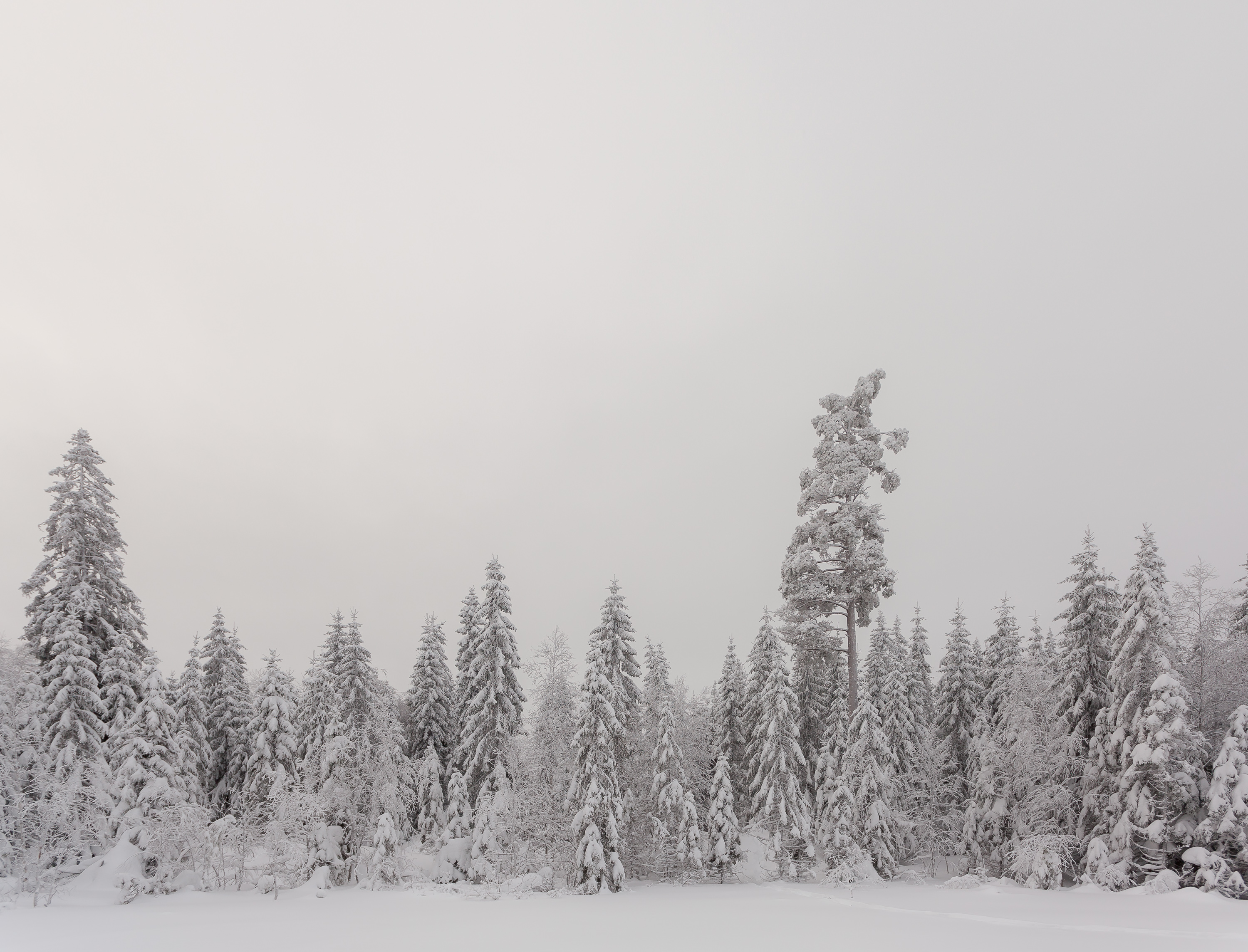 Winter forest from Norway Oslo Nordmarka Lillomarka